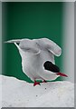 NU2135 : An Arctic Tern on Inner Farne by James T M Towill