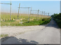 Hop garden, Pedding Lane