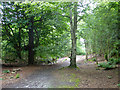 Main path towards lake, Lake Wood