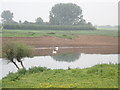 Two swans on the Ouse at Linton