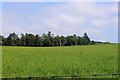 Birkenburn Farmland