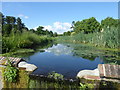 Lake in Marks Hall Park