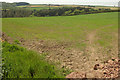 Field near Coombe Farm