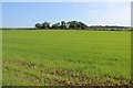 Sprouting crop at Shaw farm