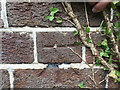 Vegetation over a benchmark