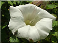 Beetle on Bindweed