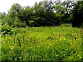 Buttercups along Dervaghroy Road