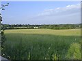 Farmland north of Whiteparish