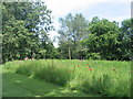 Green space near Charter Avenue