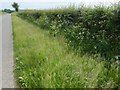 Hedge and verge on Oaks Lane