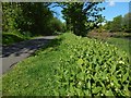 Tuberous Comfrey by the cycle path