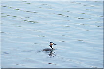 TQ3589 : View of a grebe in the Low Maynard Reservoir #2 by Robert Lamb
