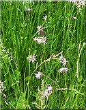 NY1520 : Ragged Robin (Lychnis flos-cuculi) by Russel Wills