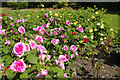 Roses - Victoria Park, Macclesfield