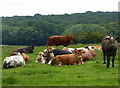 Cattle, Courtenay Road, Dunkirk