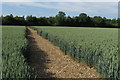 Bridleway heading north into Nut Row