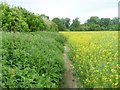 Along the field edge