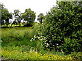 Buttercups, Tullanafoile