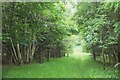 NT0843 : Woodland path below Broomy Law by Jim Barton