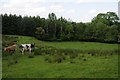 Cattle in a field