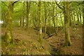 Bridge in Carse Wood