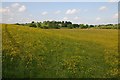 Field of buttercups