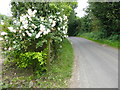 By the gate of Stuppington Farm