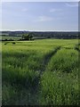 Green acres: countryside south of West Dean, early June (2)