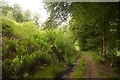 Road, Malcolmflat Wood