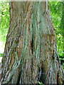 Tree at Beth Chatto Gardens, Elmstead Market