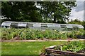 SU9837 : Vann Garden: The large greenhouse by Michael Garlick