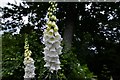 SU9837 : Vann Garden: White foxglove by Michael Garlick