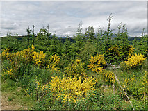 NH4857 : New growth after clear felling by Julian Paren