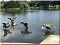 SJ8640 : Steel swans at Trentham Gardens by Jonathan Hutchins