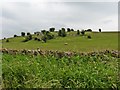 Grazing sheep on the Mendips