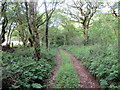 Llwybr i Gwmgwili / Path to Cwmgwili