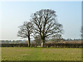 Footpath towards Woodmancote