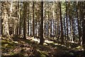 NN6059 : Conifers, Aulich Hill by Richard Webb