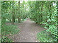 Path through Den Grove Wood