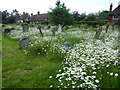 Ox-eye daisies in Headcorn Churchyard