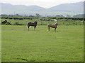 Horses at Craigieholm