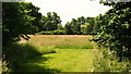 Wildflower meadow