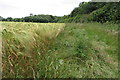 Barley and bridleway to Stoke Lyne