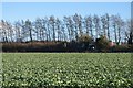 Field of brassicas