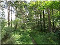 Path through the wood