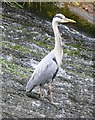 Heron on a weir