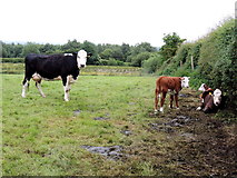 H5572 : Cow with calves, Bracky by Kenneth  Allen