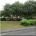 Benches under trees near Gelli Lane, Pontllanfraith