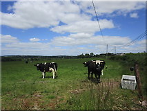 W4674 : Cattle near Coachford by Jonathan Thacker