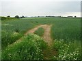 A wheat field at Myddle